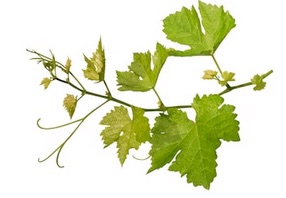 Grapevine 3