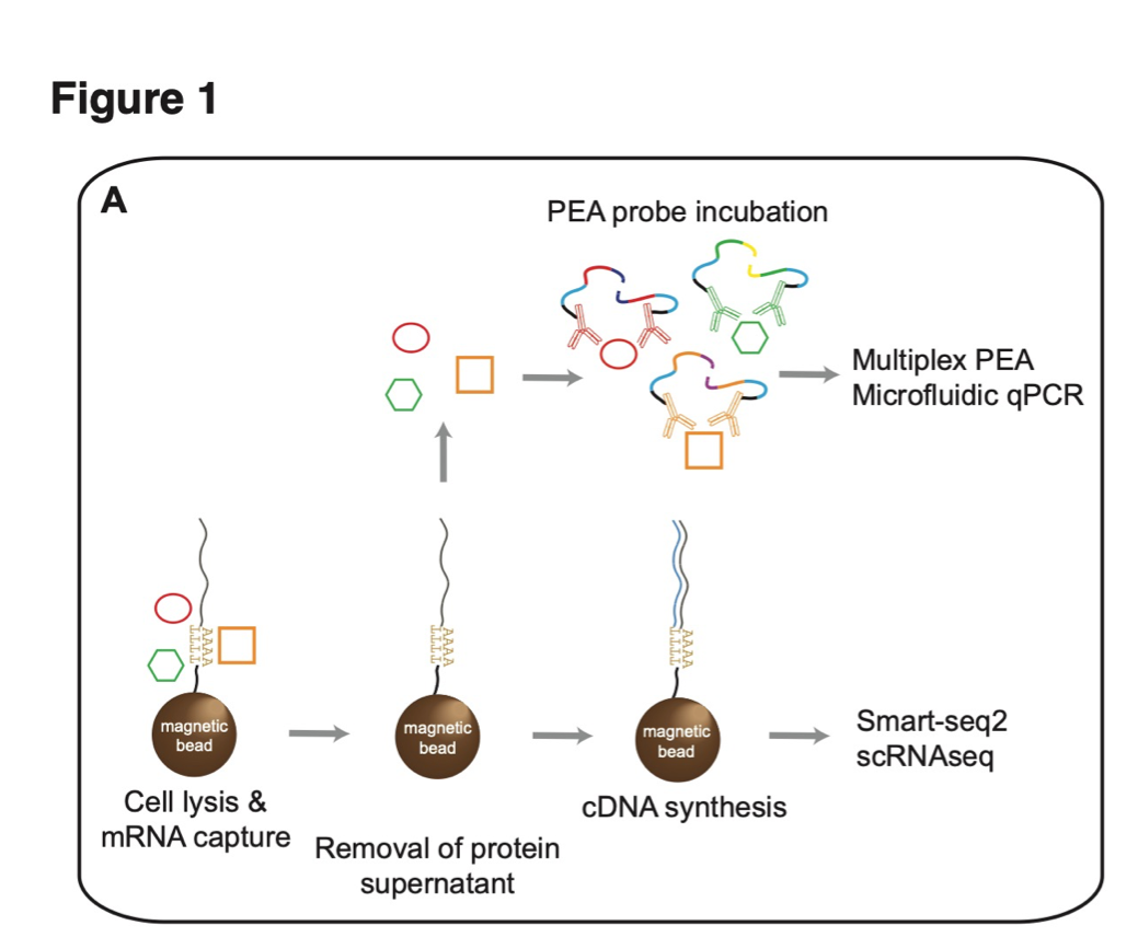 A method of reducing the nucleic acid level in single cell protein and  method for producing a single cell protein product - Patent 0041650