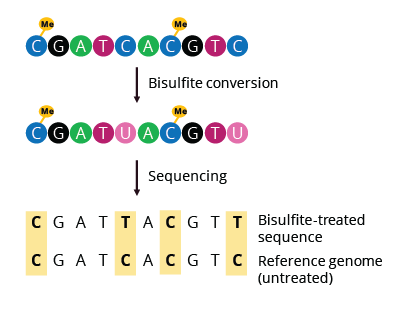 Fig 1. Bisulfite sequencing overview.