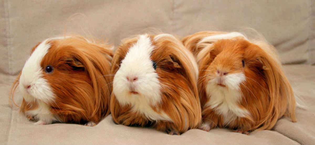 guinea Pigs