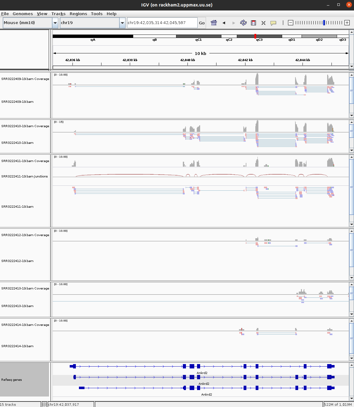 IGV view of gene Ankrd2 across 6 samples.