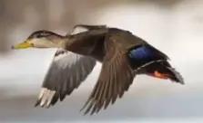 Mallard black duck