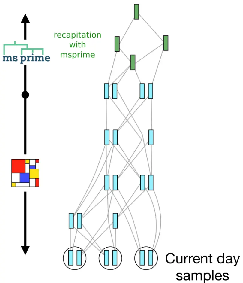 SLiM forward simulation